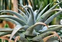 Agave