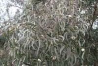 Eucalipto