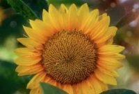 El girasol