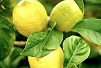 El Limón