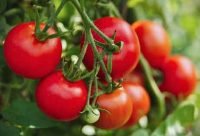 Tomate