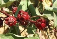 Flor de Jamaica