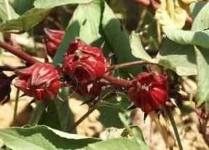 Flor de Jamaica