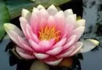 Flor de loto y su excepcional caracteristica