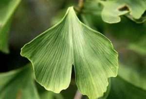 Ginkgo Biloba