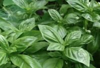 Albahaca