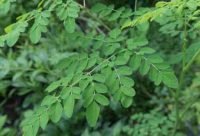 Moringa