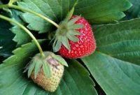Fresas
