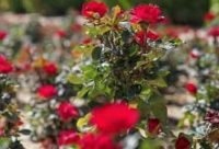 Las flores más extendidas del mundo son las rosas