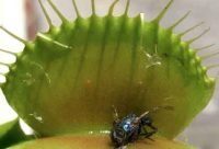 Las plantas carnívoras no se deben alimentar
