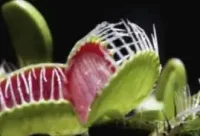 Las plantas carnívoras respetan a los insectos polinizadores
