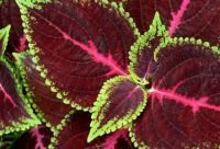 Las plantas "hablan" entre ellas