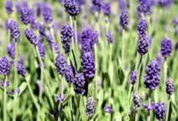 Lavanda