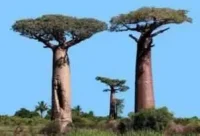 Los árboles gigantes llenos de agua