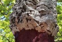 Los árboles son mayormente células muertas