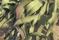 Planta Basura