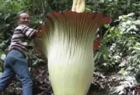 Planta más grande del mundo