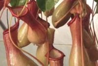 Plantas come insectos