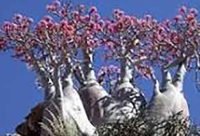 Plantas de la Isla de Socotra