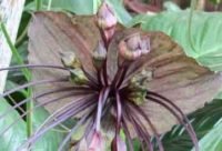 Tacca, la Flor Murciégalo