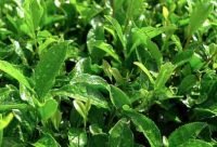 Té Verde