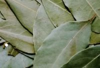 Hojas de Laurel