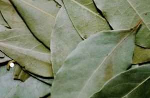 Hojas de Laurel