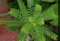 Chancapiedra