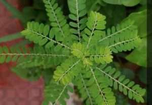 Chancapiedra