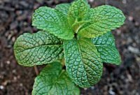 Menta