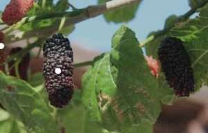 Morera Negra