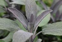 Salvia