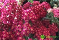 Flores blancas de Milenrama (Achillea millefolium)