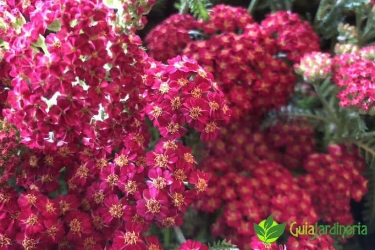 Flores blancas de Milenrama (Achillea millefolium)