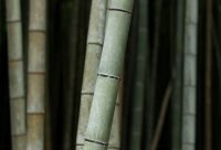El bambú: la planta de crecimiento más rápido del mundo