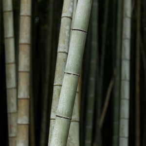 El bambú: la planta de crecimiento más rápido del mundo