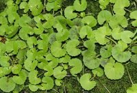 Centella Asiática