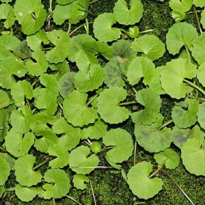 Centella Asiática