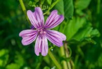 Malva