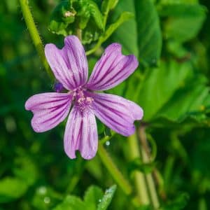Malva