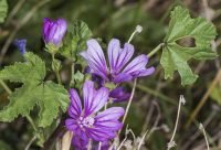 Infusión de Malva para la garganta