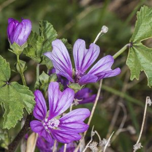 Infusión de Malva para la garganta