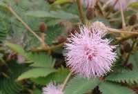 Mimosa púdica: la planta que se cierra al tocarla