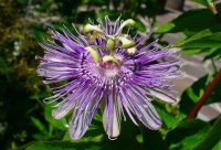 Pasiflora