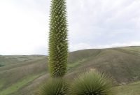 Puya raimondii: la Reina de los Andes que florece una sola vez en 100 años
