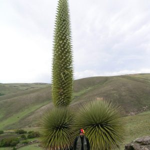Puya raimondii: la Reina de los Andes que florece una sola vez en 100 años