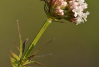 Valeriana