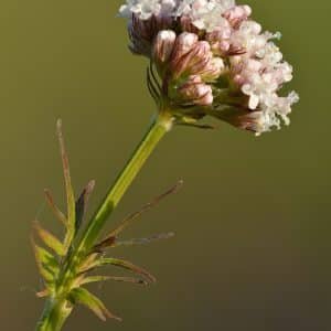 Valeriana