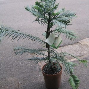 Wollemia nobilis: el árbol dinosaurio que se creía extinto
