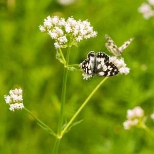 Receta natural de Infusión de Valeriana para dormir